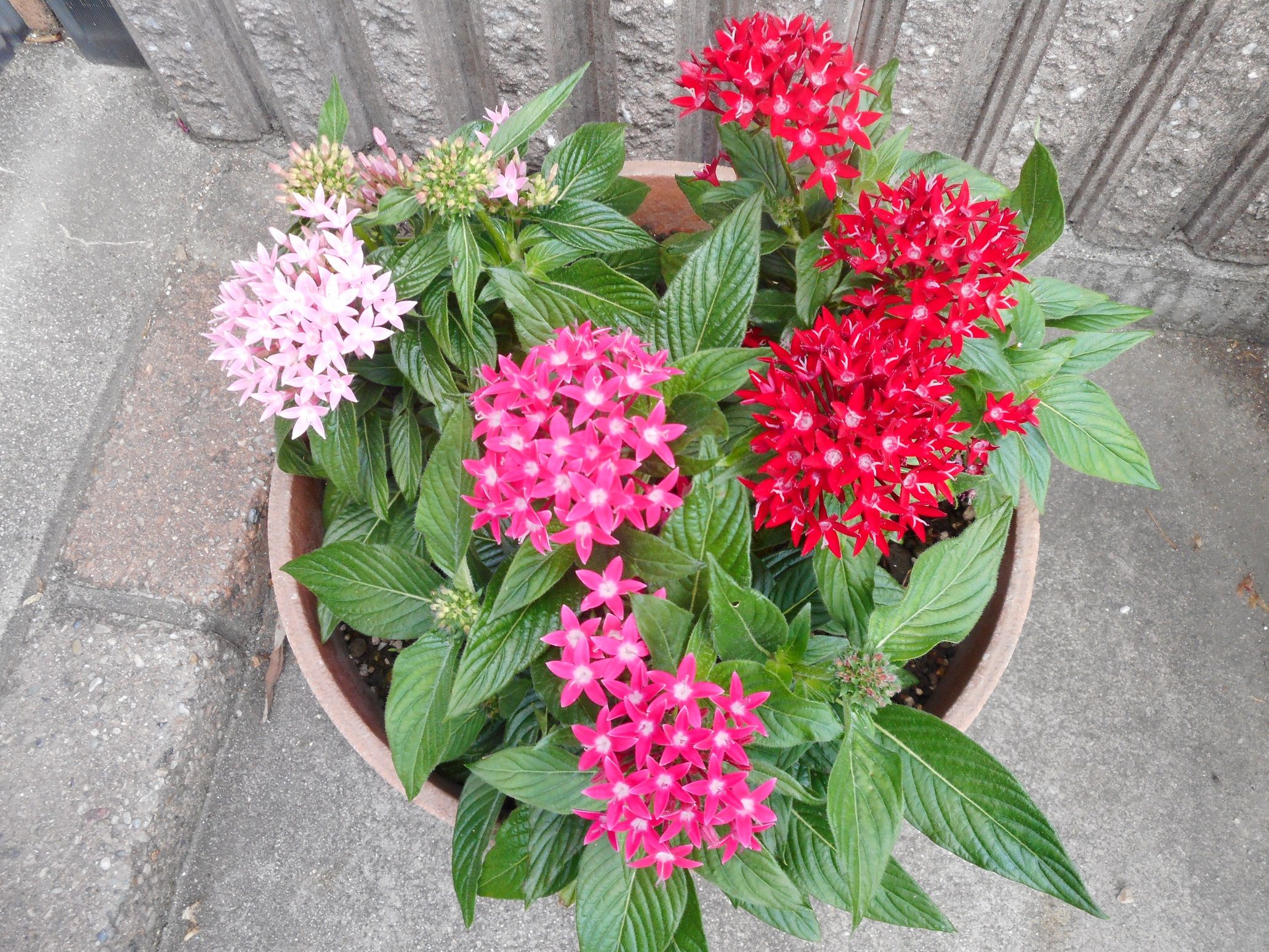 我が家の夏の花 19 ｔｅａ ｇａｒｄｅｎ ちょっとひとりごと 楽天ブログ