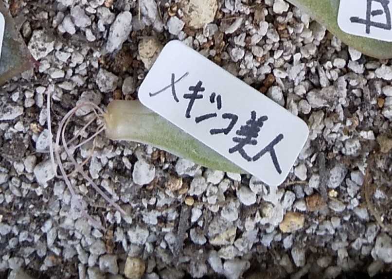 メキシコ美人の成長記録 葉挿し 多肉植物はじめました 楽天ブログ
