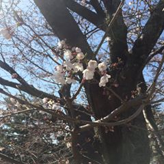 桜運動公園２.jpg