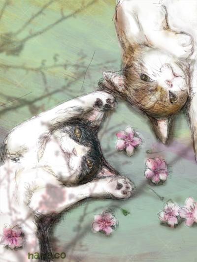 nekosakura.jpg