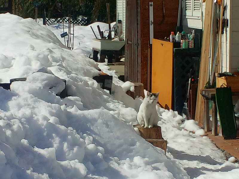 本宅の雪。