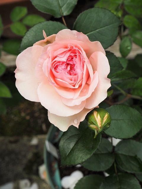 好きな花 包まれたいマリアテレジア 撃沈中で浮上できず ピーチヒルの薔薇日記 楽天ブログ