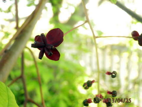 アケビ・雌花と雄花の付き方