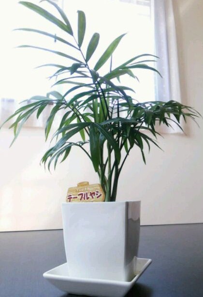 ぶるやん3