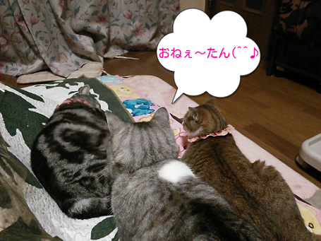☆にゃんこしゃべる♪.png