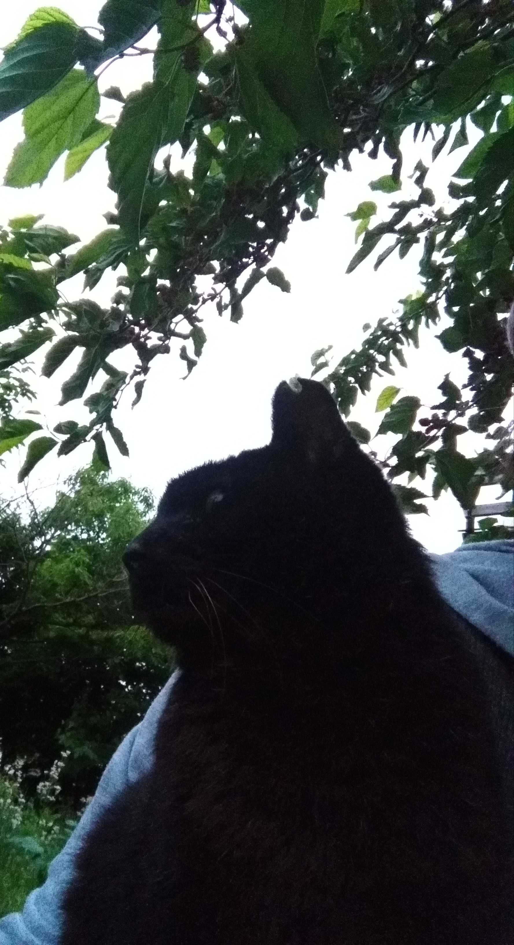 新着記事一覧 Les Chats Et Moi 楽天ブログ