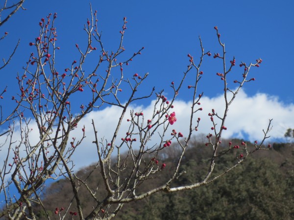 奥野公園　梅園