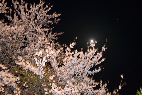 夜桜.jpg