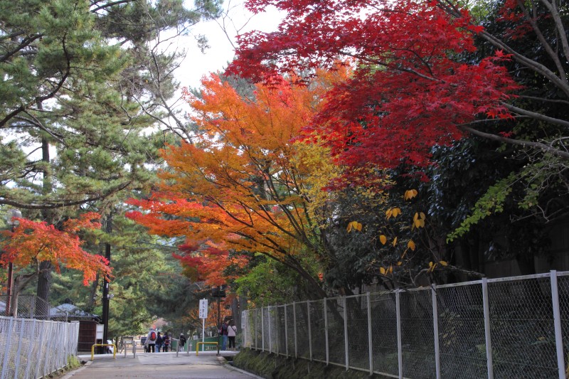 奈良公園_003.jpg