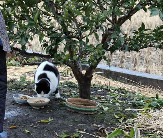 我が家のニャンコ♪2014/01/09-2