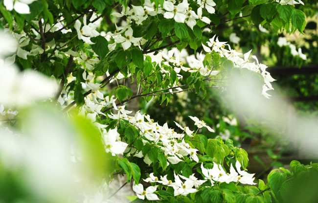 花６