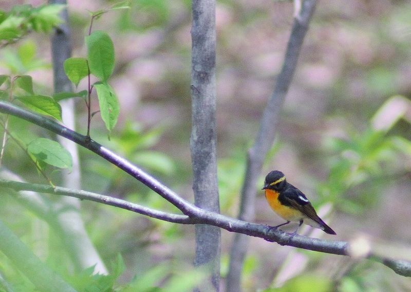 IMG_8222 (800x568).jpg