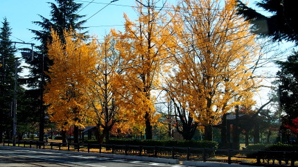 大学前通り　11.12　2015　ｐ