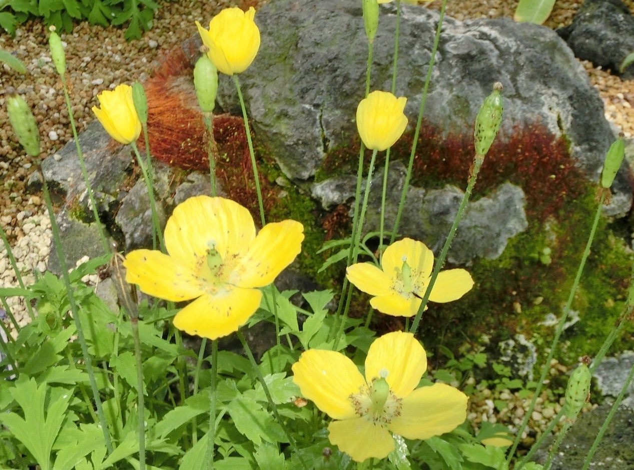 京都府立植物園で見た花 メコノプシス タンジン他 だい のひとりごと 楽天ブログ