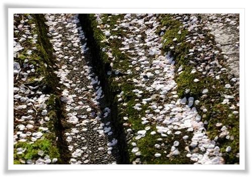 樹木公園-23 15.4.22