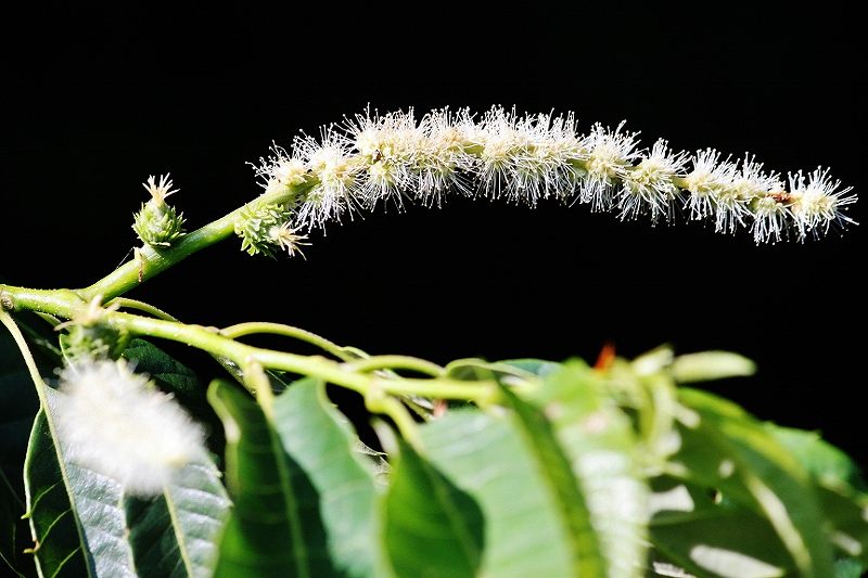 IMG_2097 (800x533).jpg