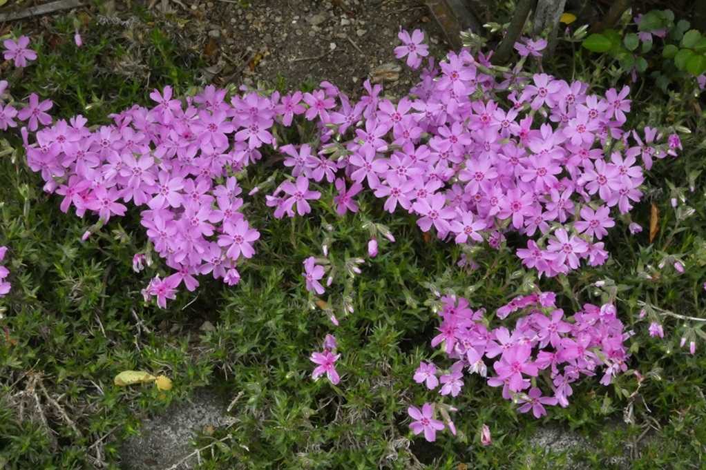 515
