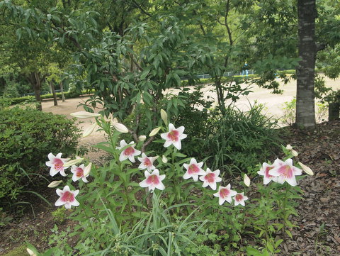 ケヤキ公園の百合