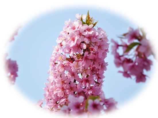 桜３