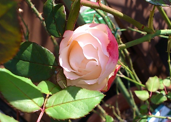 DSC_4786.JPG