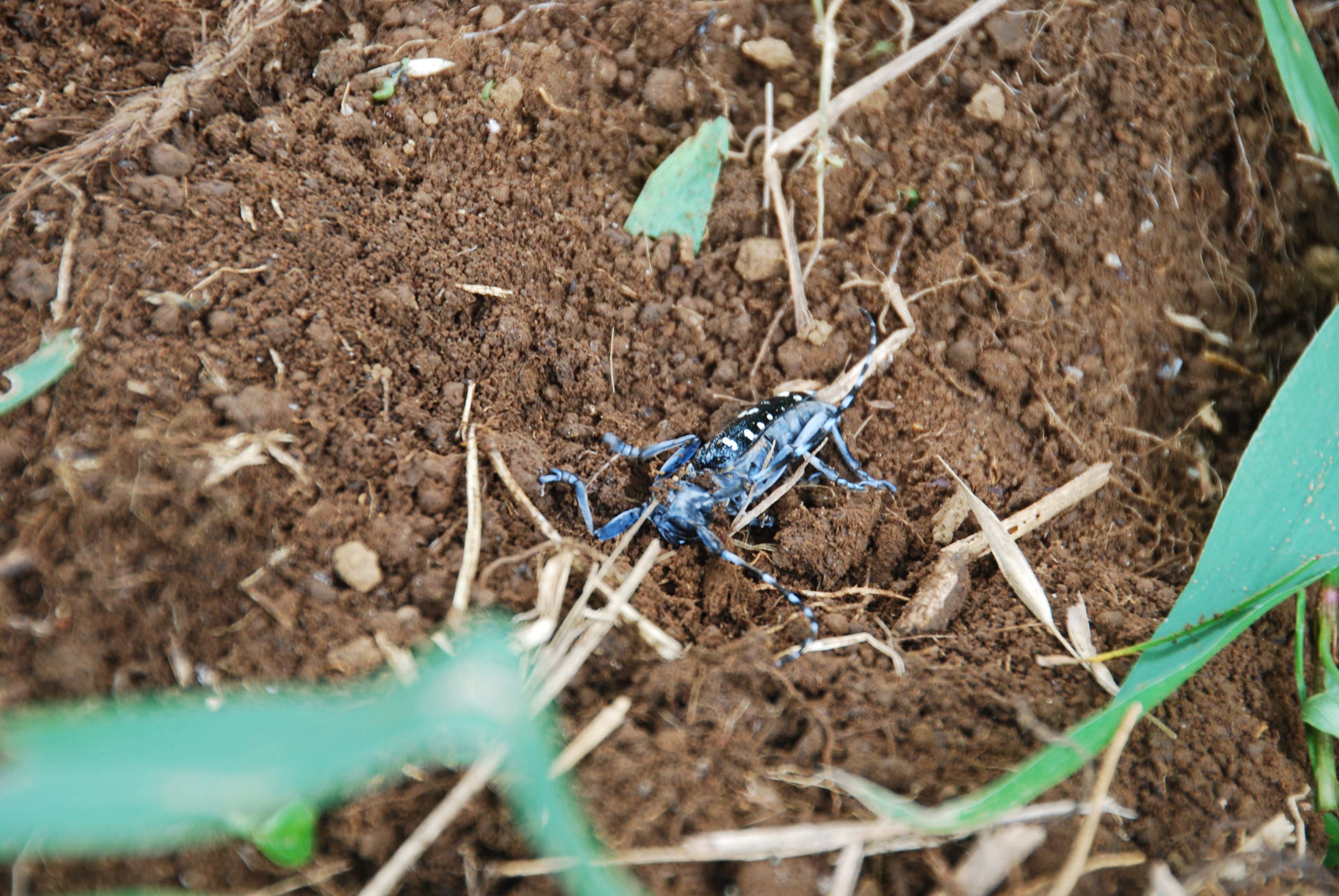 みかん園で 今年初めてのカミキリムシを駆除しました みかんの木を育てる 四季の変化 楽天ブログ