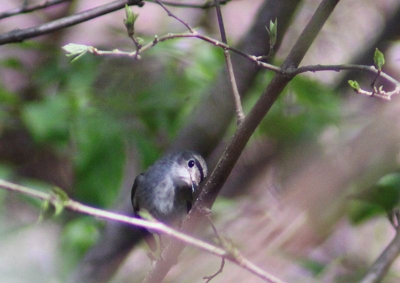 IMG_8217 (800x566).jpg