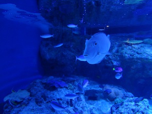 DSC01996.JPG