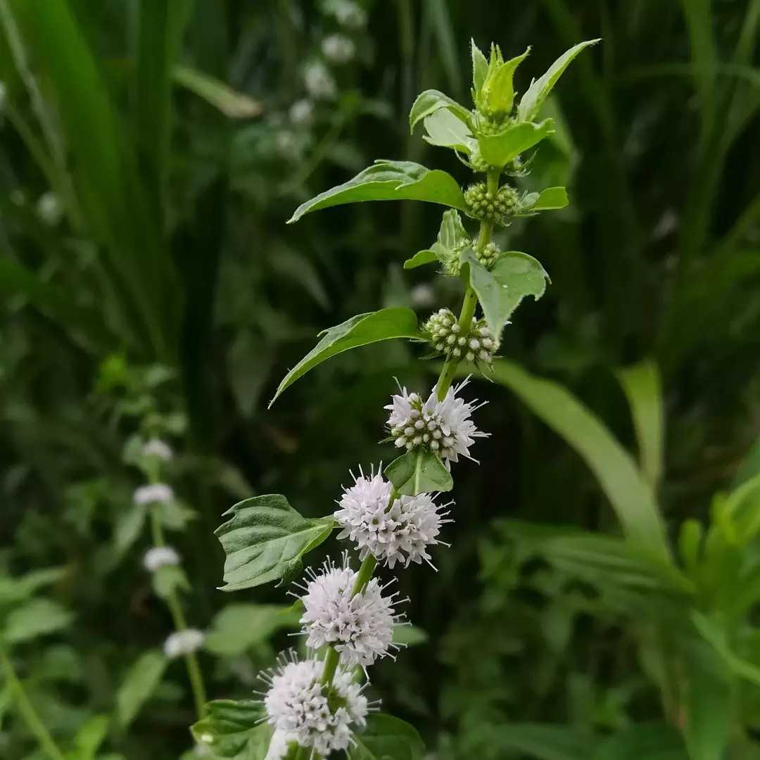 日本薄荷の花 びいとるのブログ 楽天ブログ