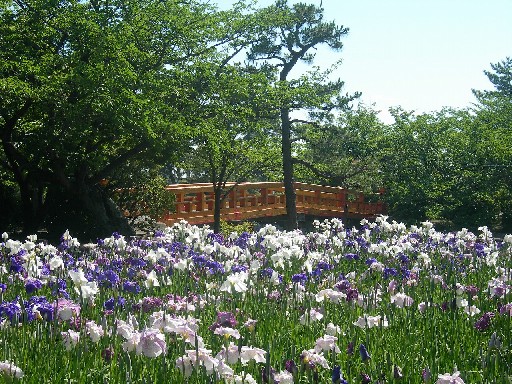 九華公園　2012花菖蒲園　その2