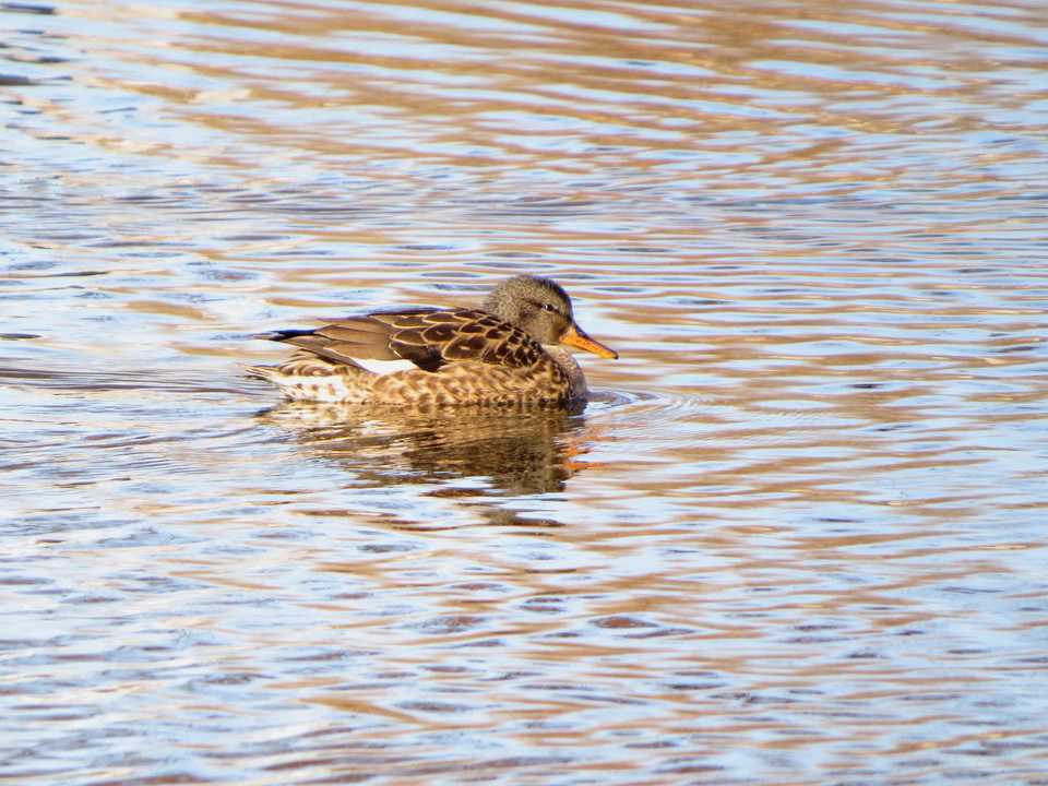 水元公園冬鳥探鳥記(ウソ、カモ各種を観察) | 花鳥いろいろ(四季の野鳥