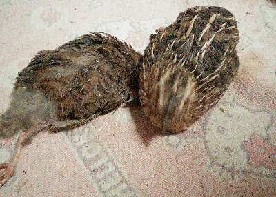 20150710(5)
