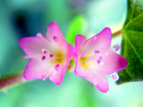 ママコノシリヌグイの花