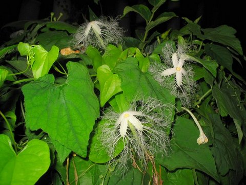 カラスウリの花　ウイキペディア