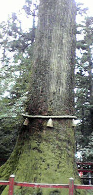 箱根神社矢立杉