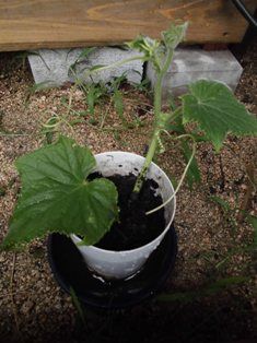 きゅうり 北進 の挿し木苗を育苗中 ほっこり家庭菜園 楽天ブログ