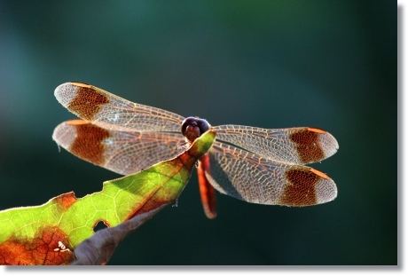犀川コスモスロード-23 ノシメトンボ 13.9.28
