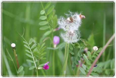犀川河川敷-11 カラスノエンドウとタンポポ 13.5.4