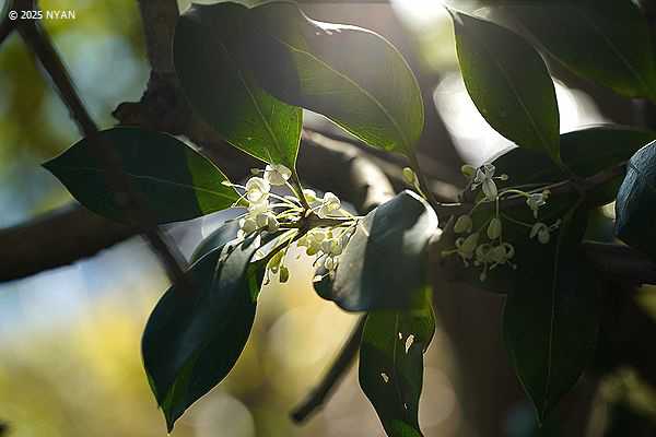 ギンモクセイ（銀木犀、モクセイ科）