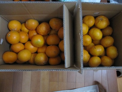 mikann