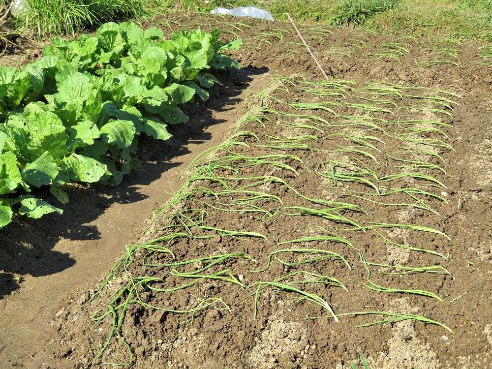 玉ネギを植える 鳥 キセキレイ エナガ カワセミ 昆虫 トノサマバッタ 大分金太郎の花鳥蝶月 楽天ブログ