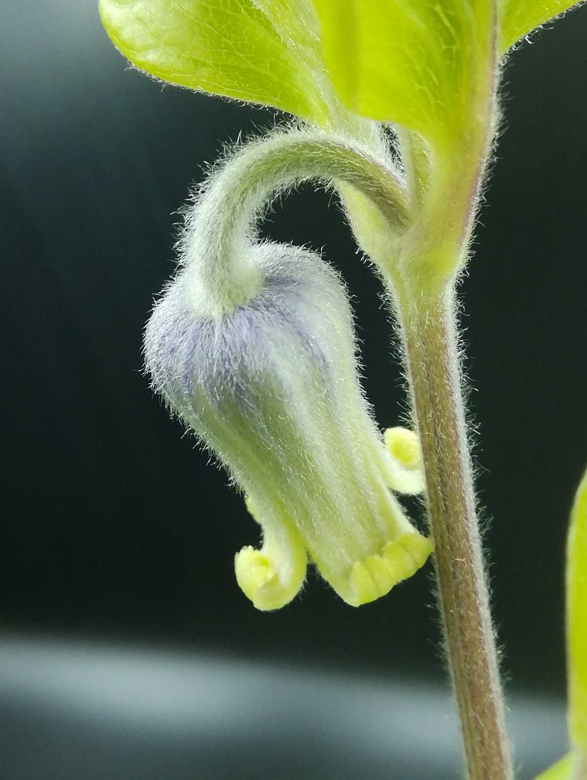 アルビコマ | ムシトリ観察 - 楽天ブログ