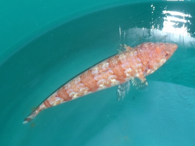 沖縄深海魚採集2013年7月下旬4　エソ科（Synodontidae）の種