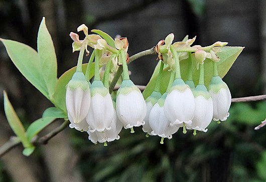 小坊主ぶら下がってるようなブルーベリーの花 画像あり Yoshieおばさんの 花 華 日記 楽天ブログ