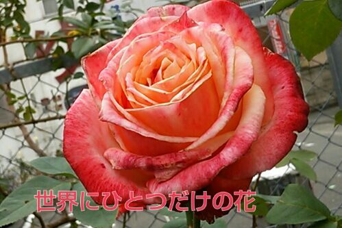 rblog-20161129200135-00.jpg