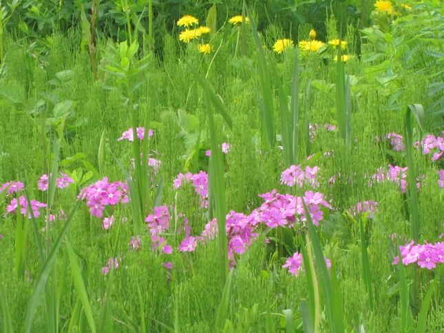 秋ヶ瀬公園_1028.jpg