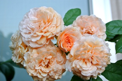 C_9720.jpg