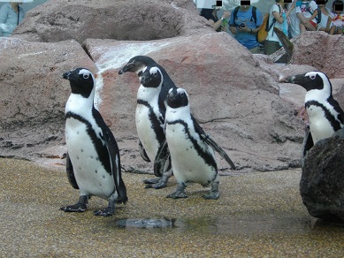 京都水族館のペンギン