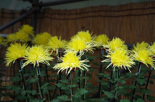 東京都観光菊花大会