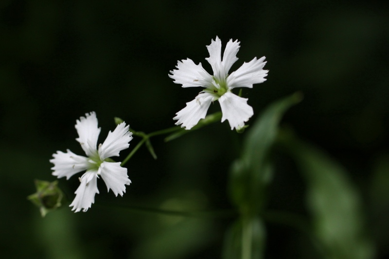 六甲山高山植物園花色々_12.jpg