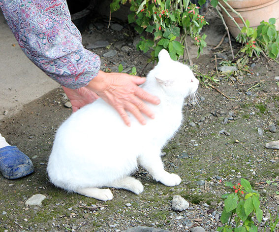 我が家のニャンコ♪2014/12/07-2